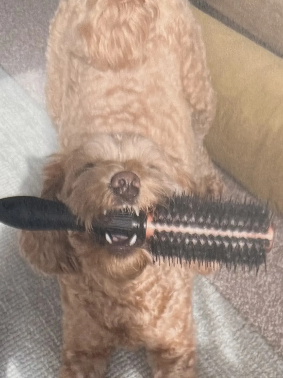 Biscuit the cavapoo with a hairbrush in her mouth