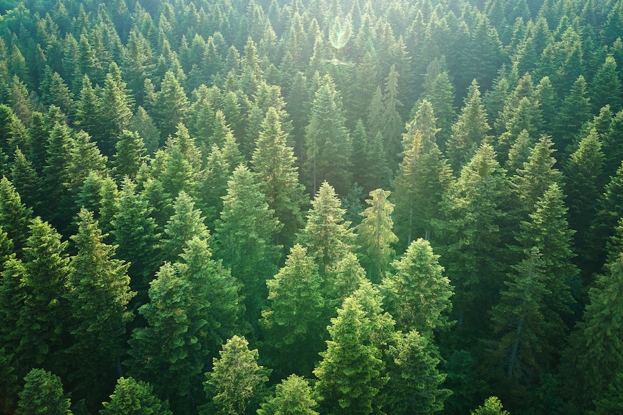 aerial photo of forest