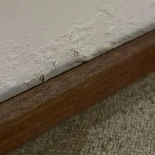 Close-up of mould growth on a wall above a skirting board, representing High Demand Restoration’s free mould inspection and assessment service in Sydney.