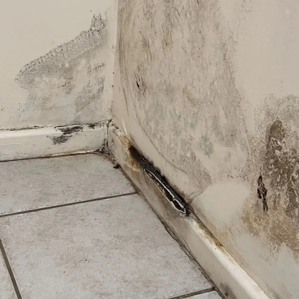 Wall with black mould damage near floor corner