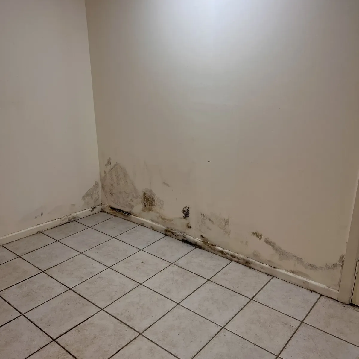 Mould Covered Wall Before Treatment