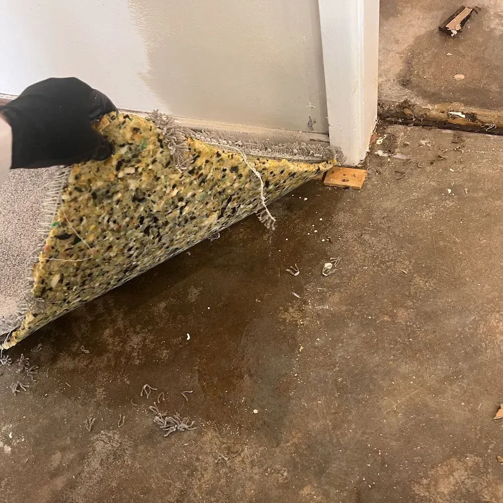 Worker lifting soaked carpet to inspect and remove contaminated flooring.