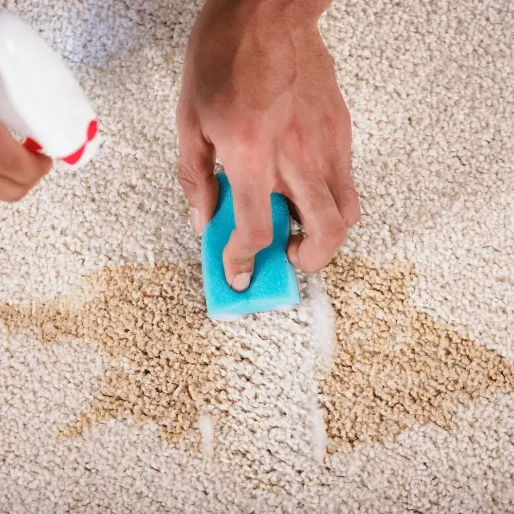 Person cleaning a carpet stain with a sponge during professional stain removal