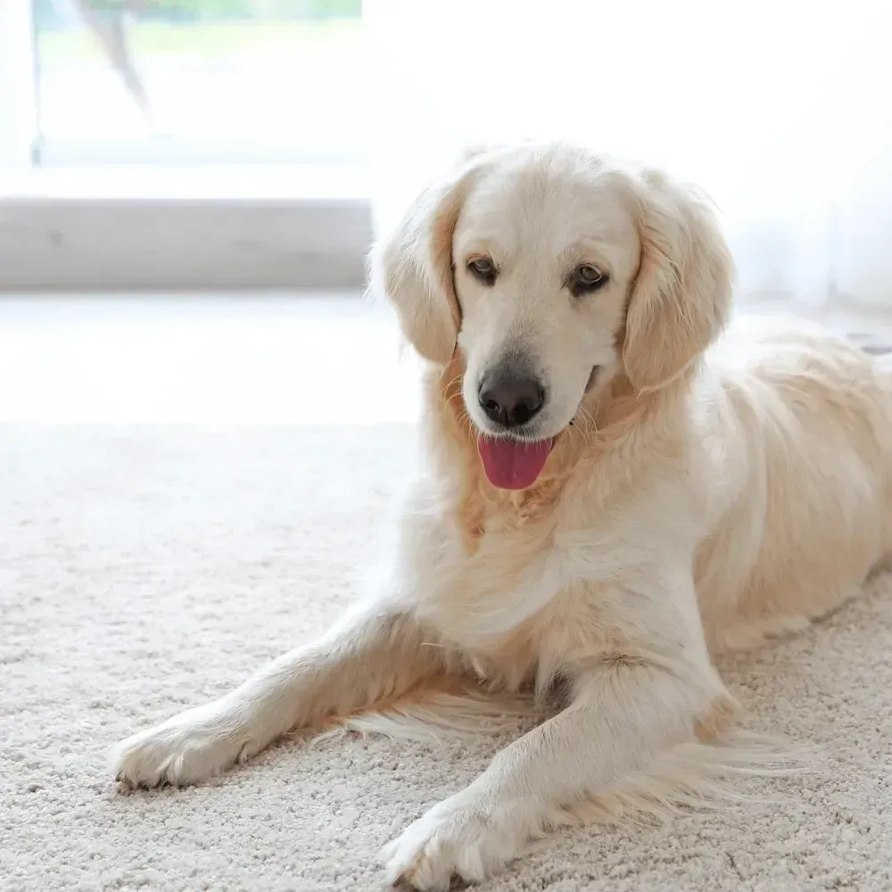 Golden retriever sitting on clean carpet after professional odour removal service
