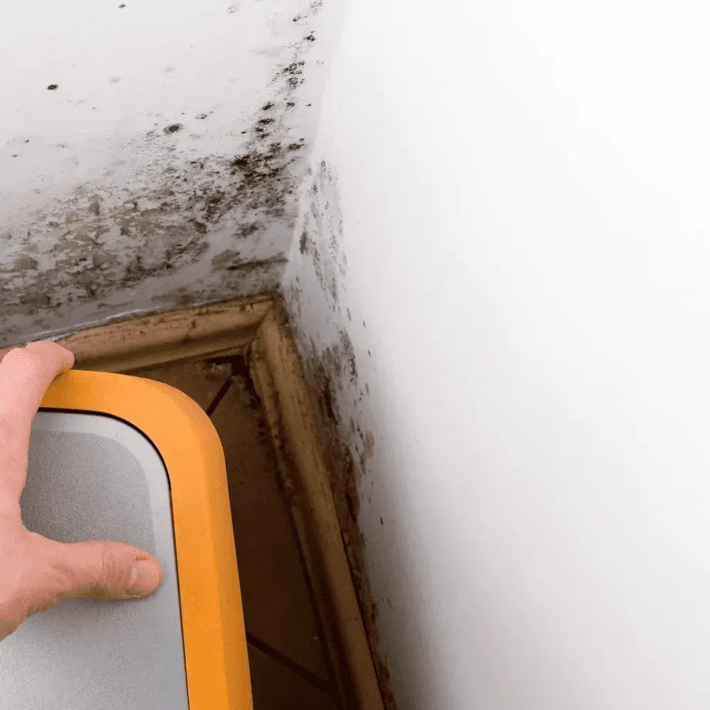 Inspector examining mould growth in bathroom corner using detection device.