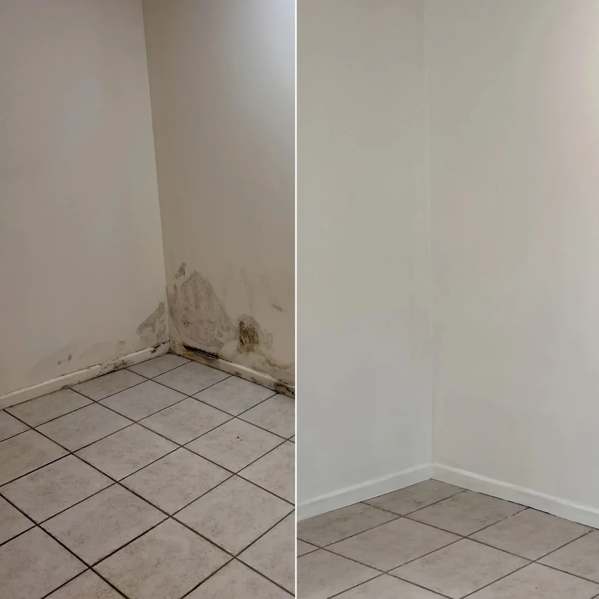 Mould Covered Wall Before Treatment