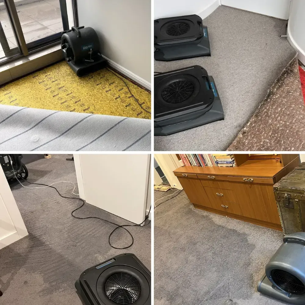 Wet carpet being dried