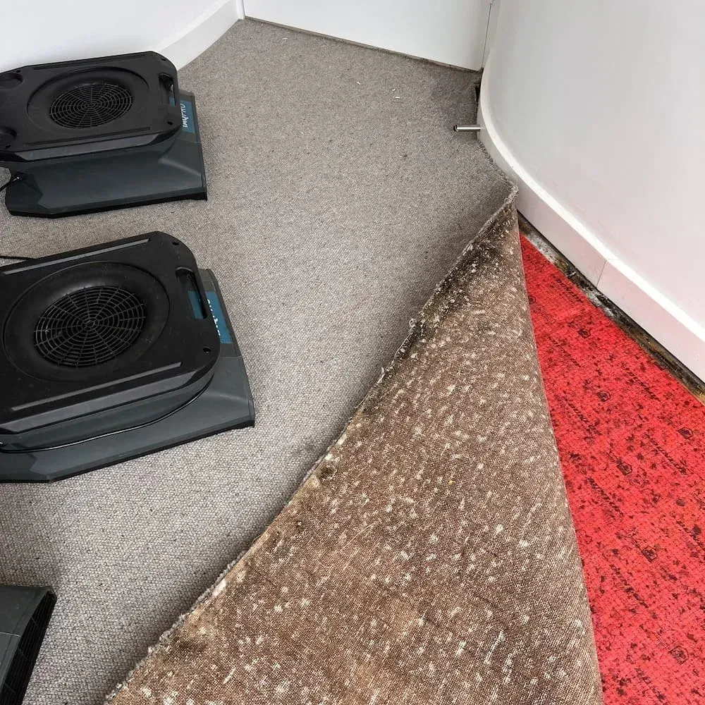 Drying Wet Carpet