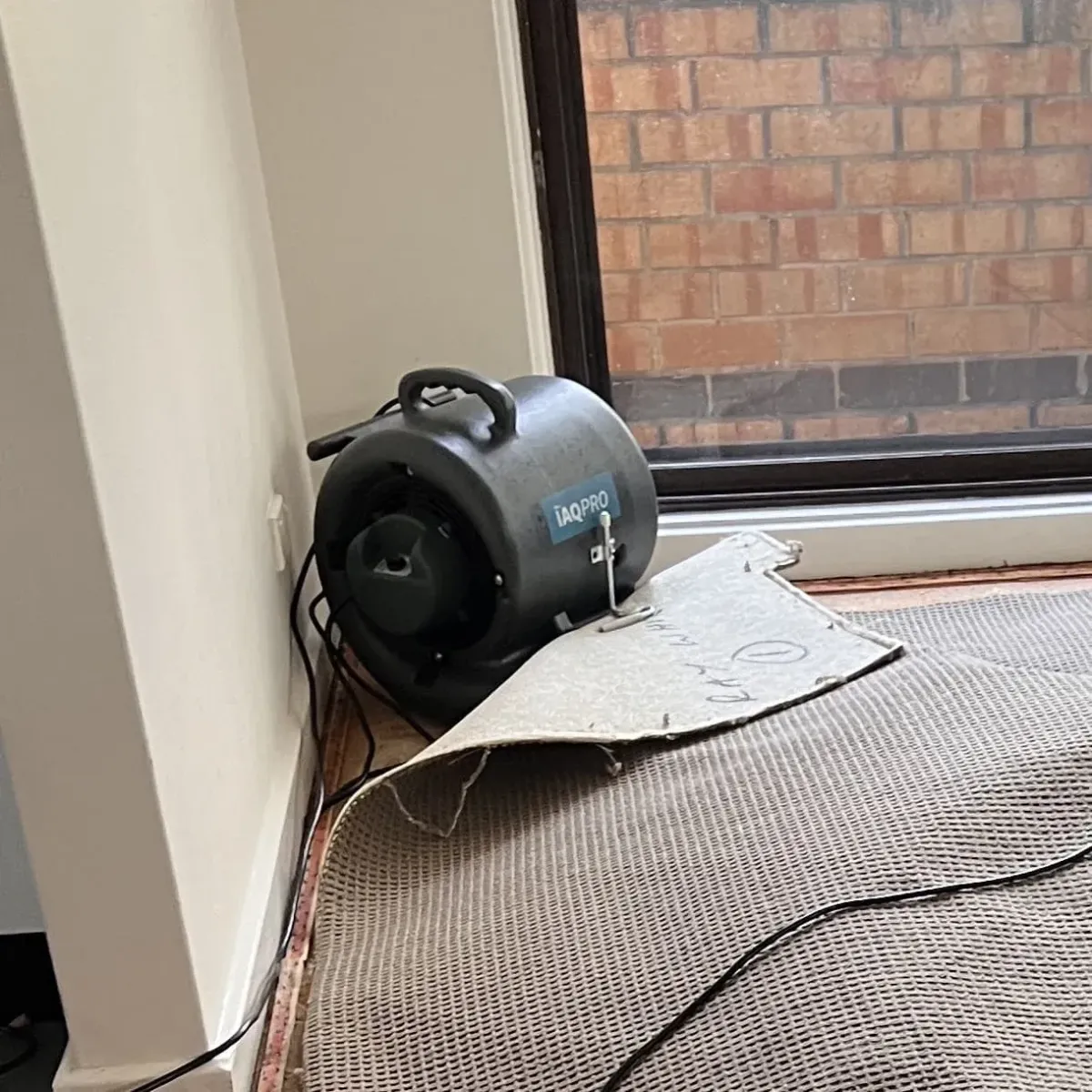 Air mover drying lifted carpet to increase airflow during restoration.