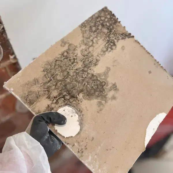 Clean Wall After Mould Treatment