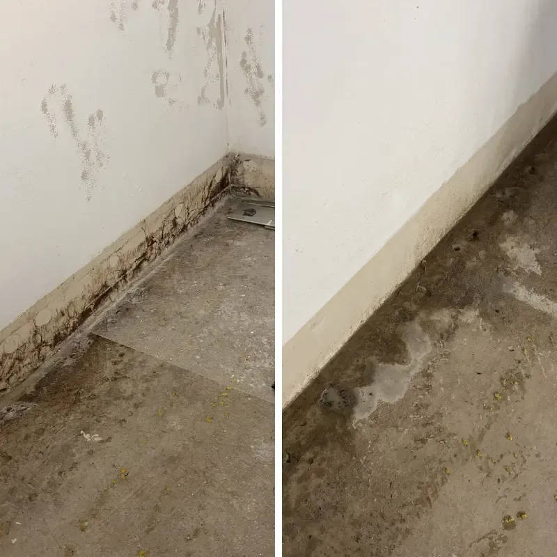 Mould Covered Wall Before Treatment