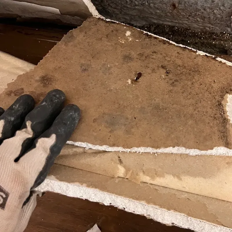 Wall with black mould damage near floor corner