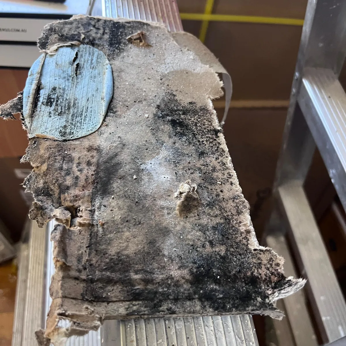 Flood and Mould Restoration After Balcony Water Ingress in Darlinghurst NSW