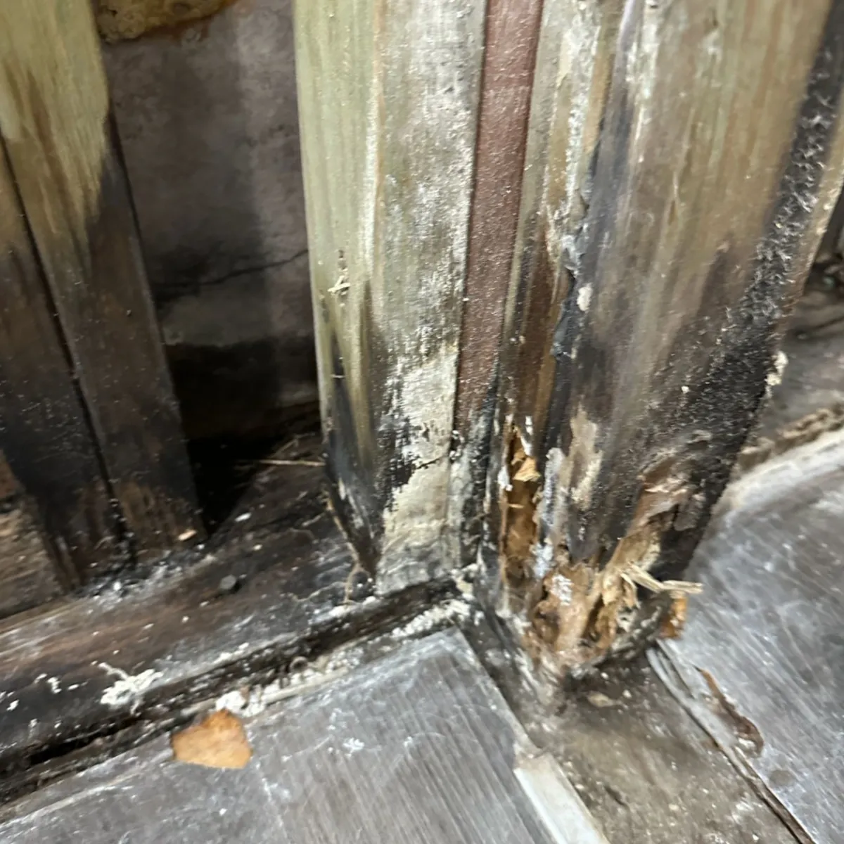 Hidden Mould Remediation in Oran Park, NSW
