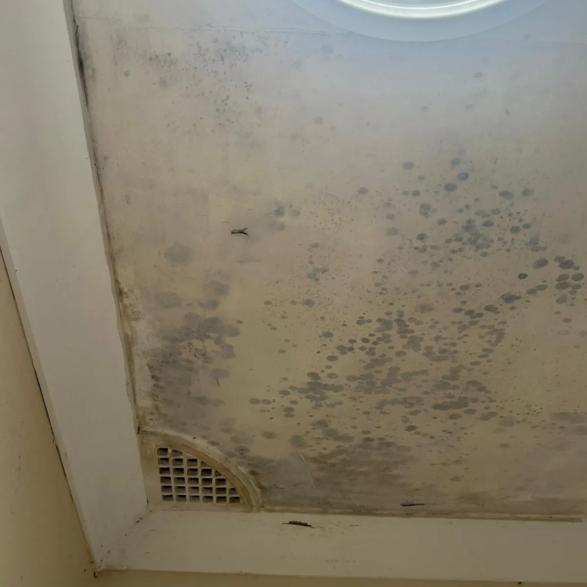 Laundry Ceiling Mould Removal in South Penrith, NSW