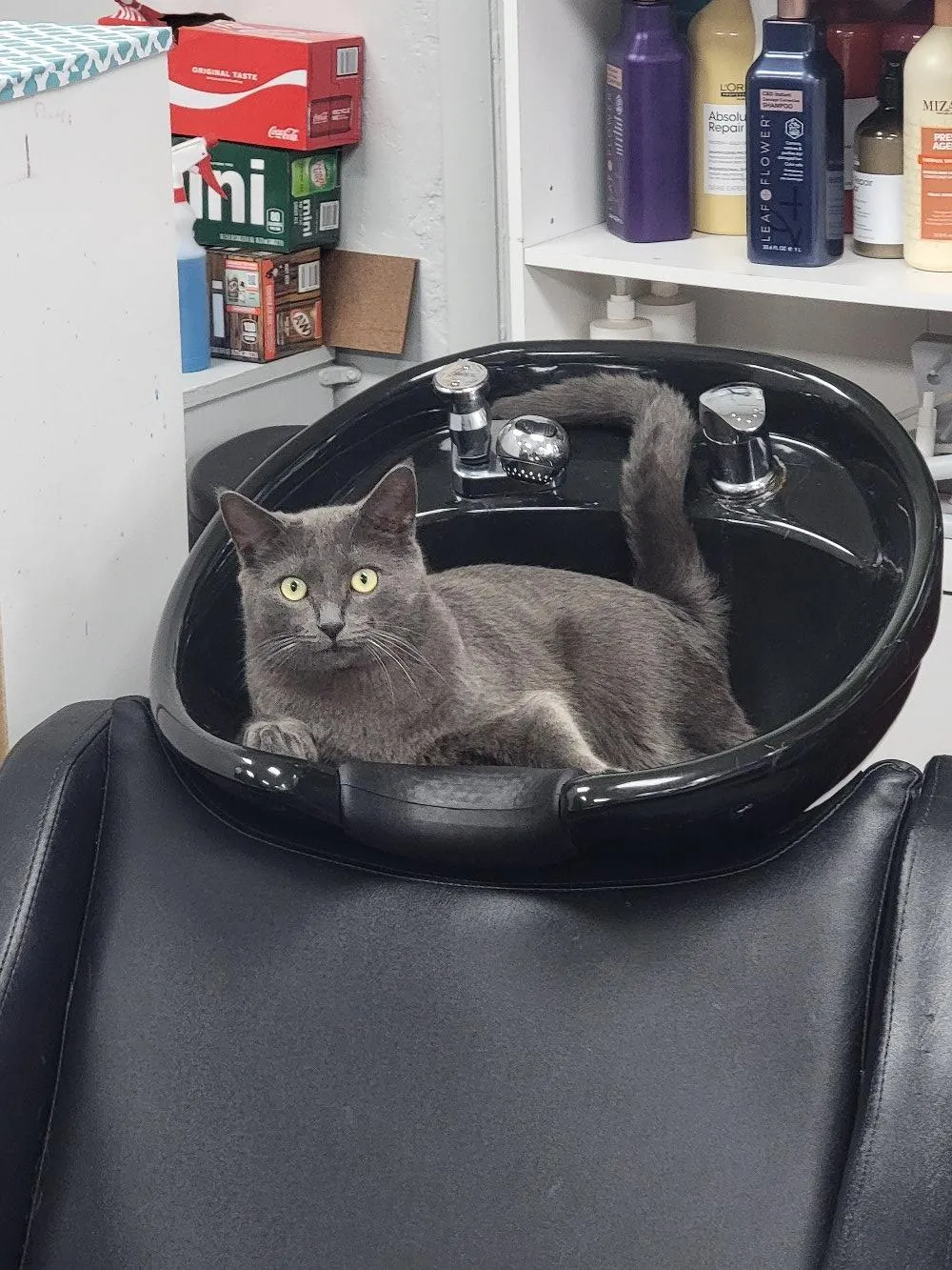 Cinder (one of the salon cats) sitting in a shampoo bowl