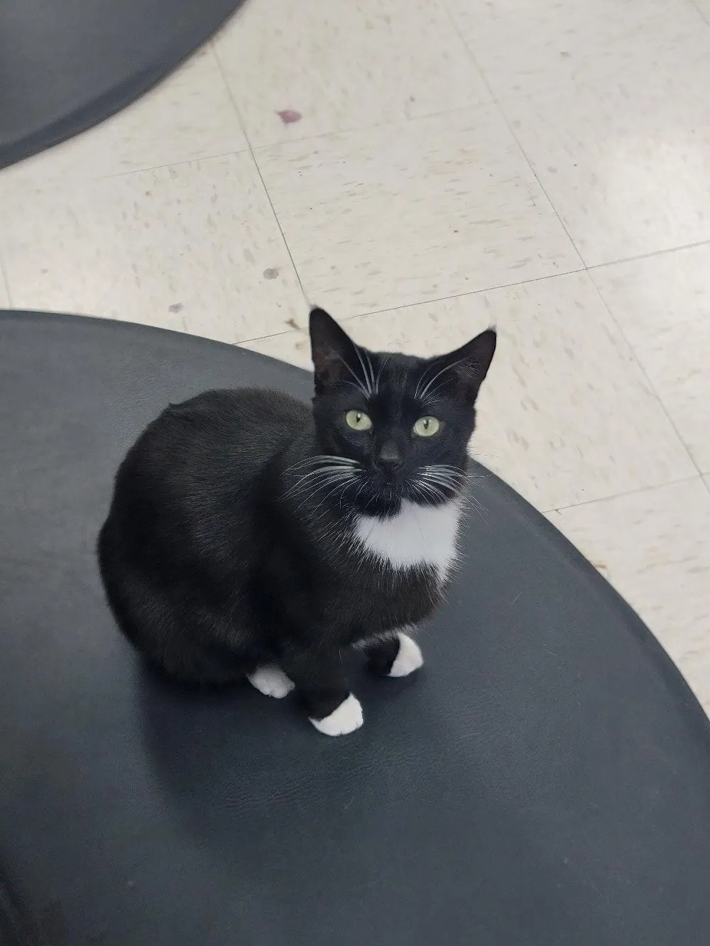  Jinx (one of the salon cats)