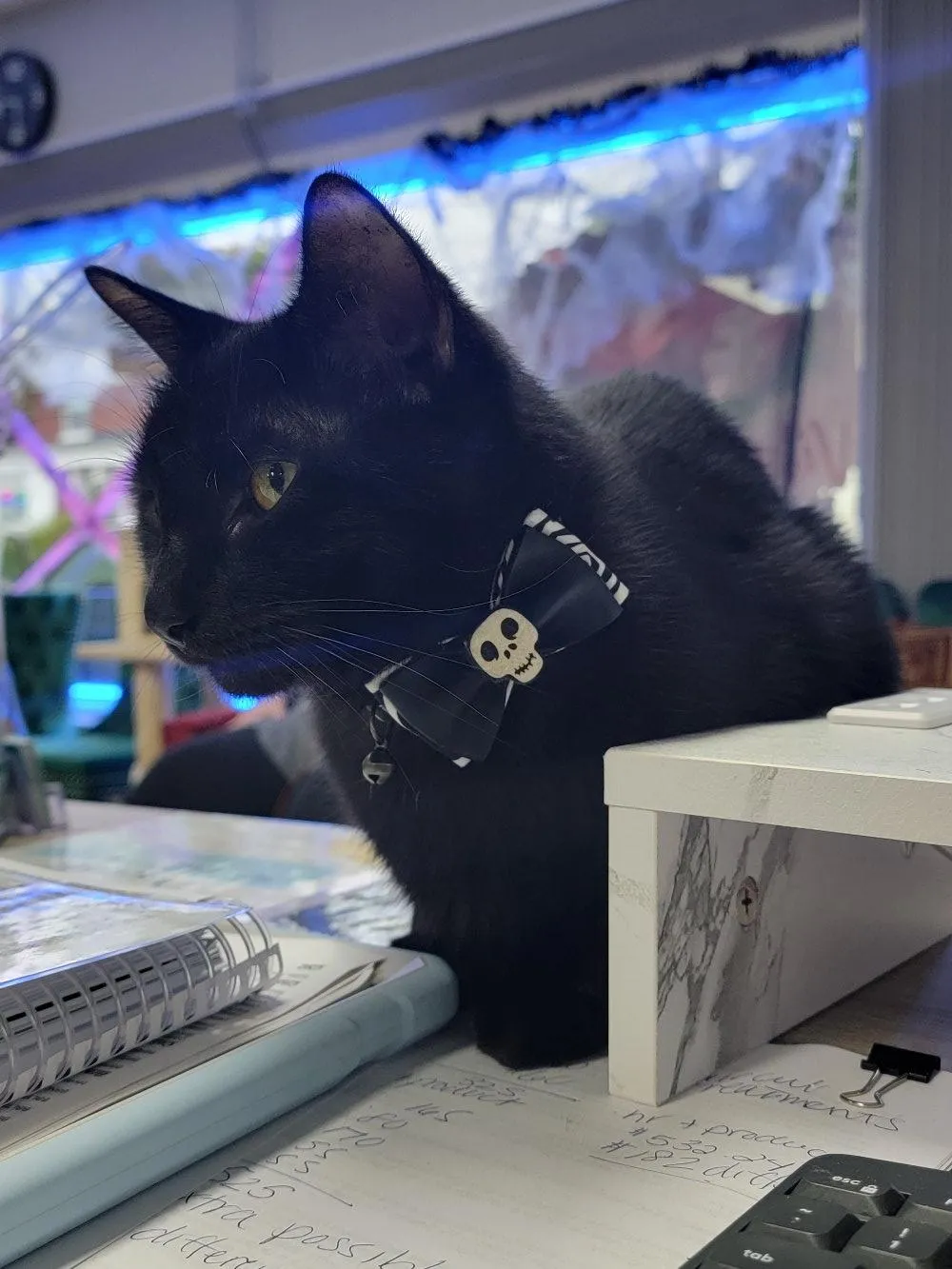 Onyx (one of the salon cats) sitting at the desk with a black bowtie on