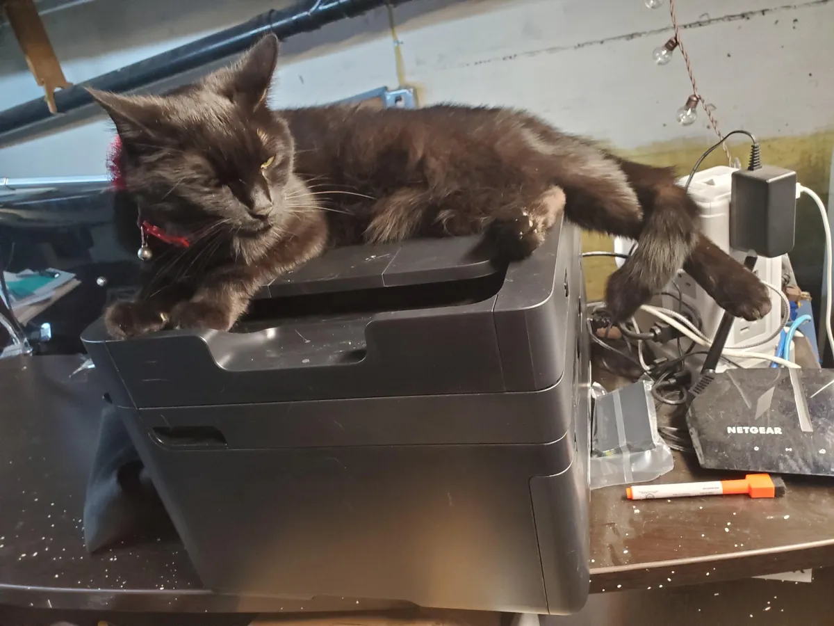 Arya, one of the salon cats, sitting on the printer with her ears back