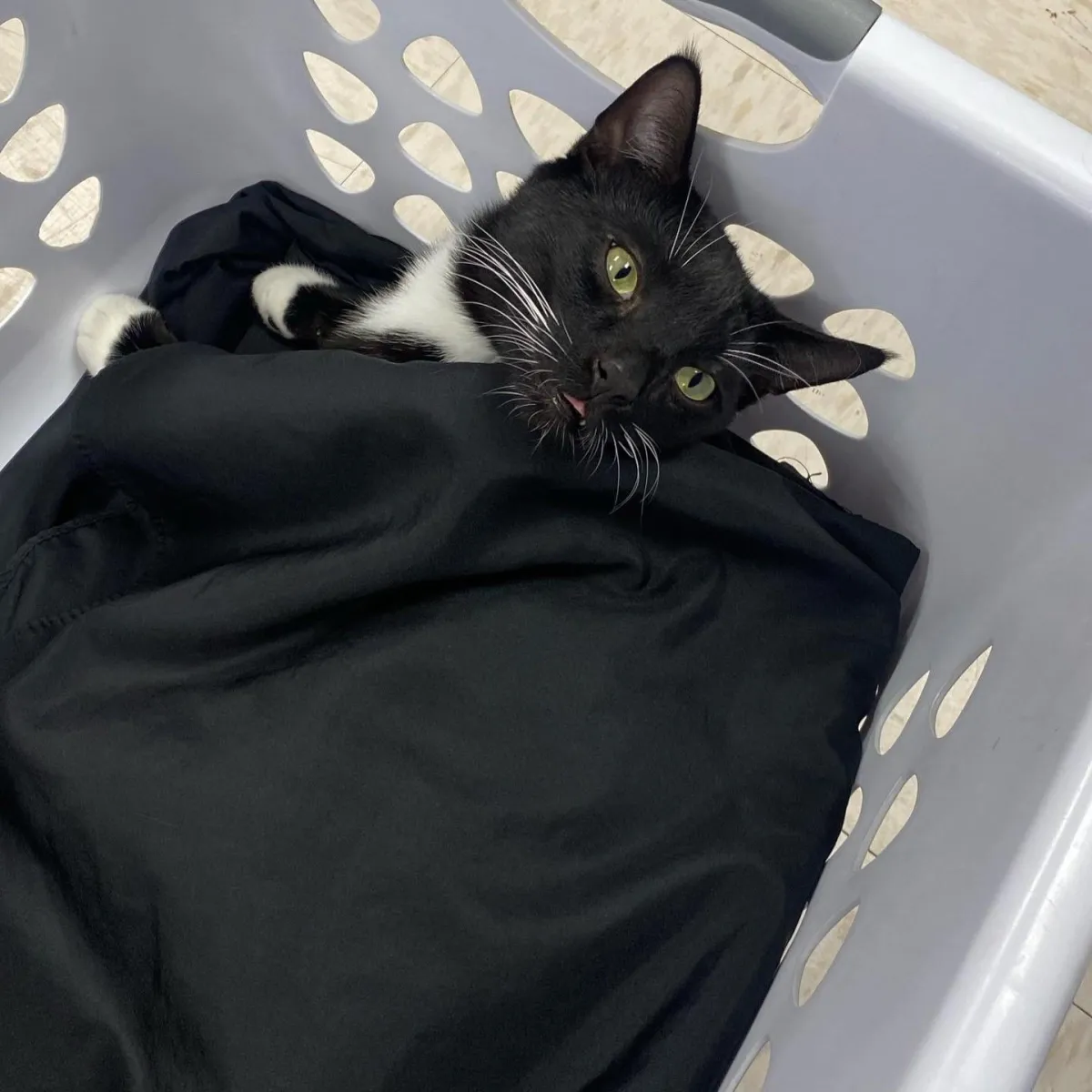 Jinx, one of the salon cats, buried in laundry with his tongue out