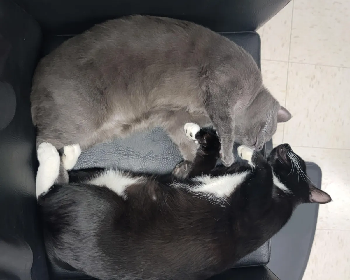 Jinx and Cinder, two of our salon cats who are brothers, sleeping curled up on a styling chair