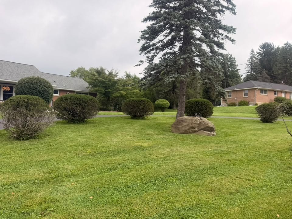 freshly cut lawn