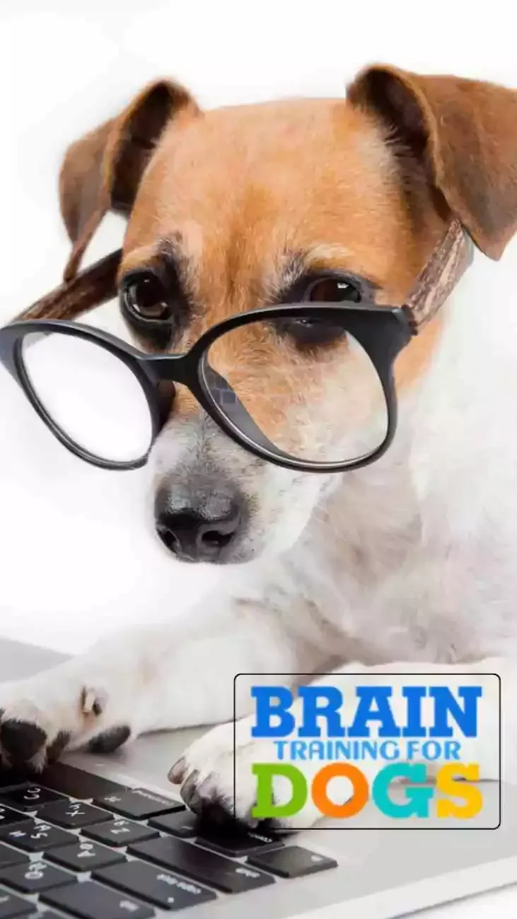 what is Brain Training for dogs