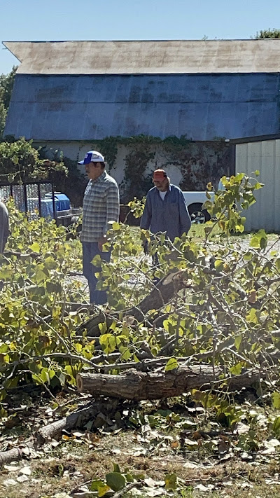 Tree Health Assessment and Disease Treatment