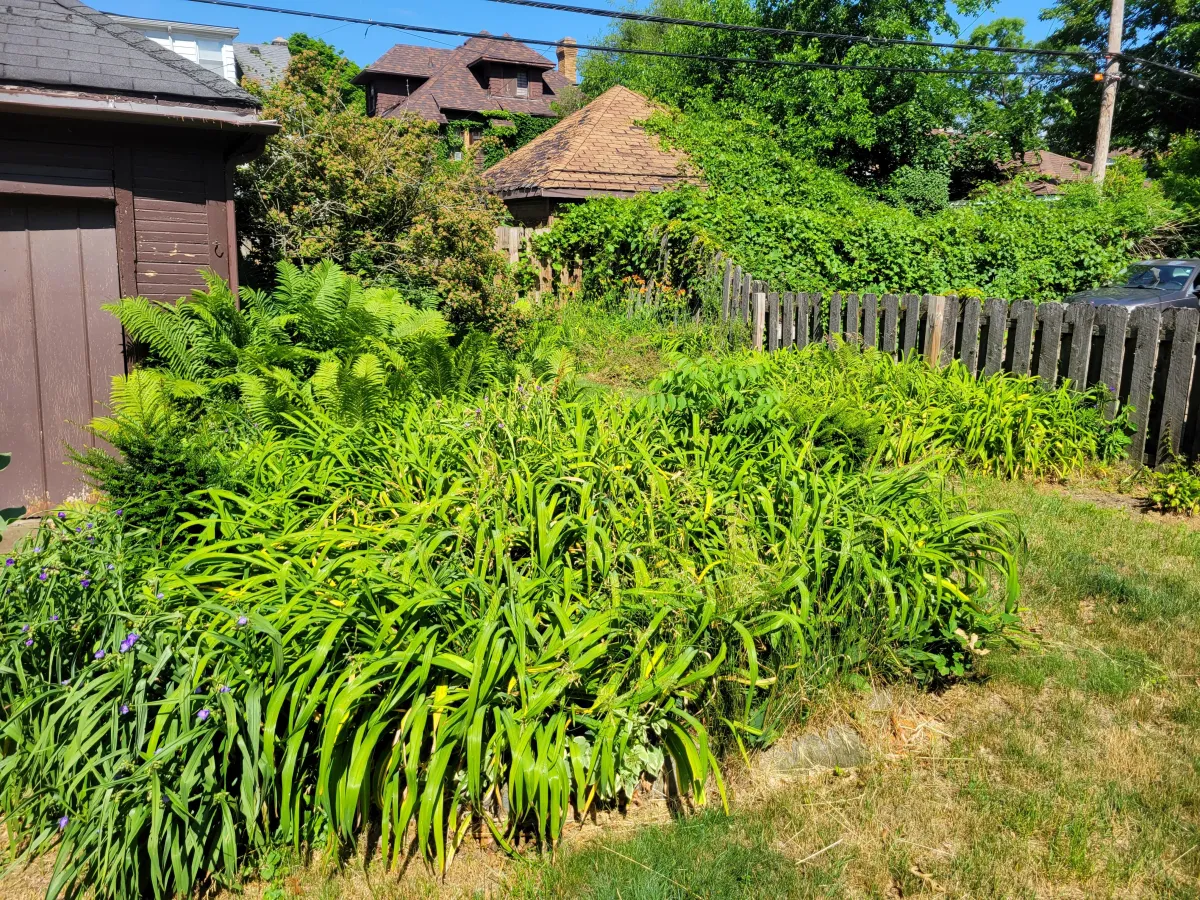 Before Landscaping Removal on a yard in Detroit, MI with a big bush