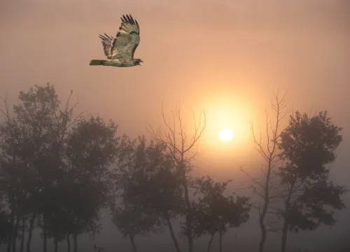 A hawk, an ant, and the courage to be you