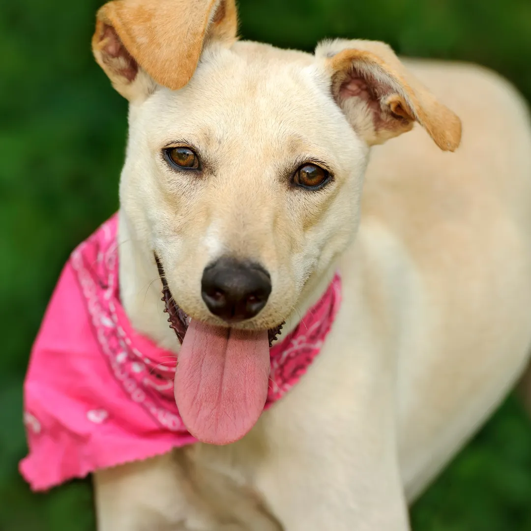 We Are Professionals