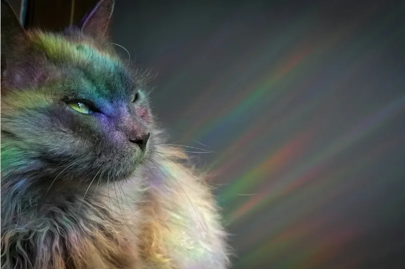 Animal Reiki in practice—peaceful connection, healing presence, and the Let Animals Lead® method for compassionate care.