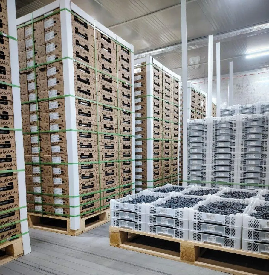 genera ganancias con Fundo Azul, invierte en tu propio negocio agroexportador de arándanos premiums