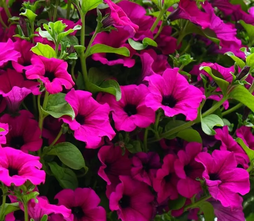 Brightly blooming petunias