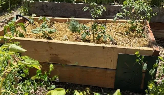 The Ultimate Guide on How to Start an Organic Garden Successfully