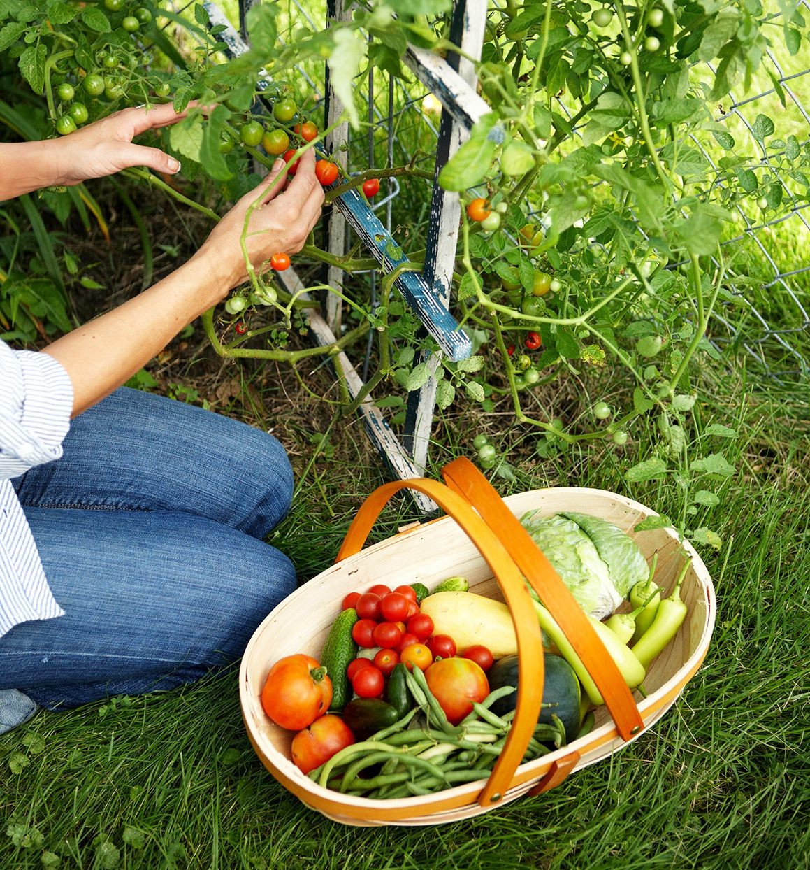 Picking cherry tomatoes