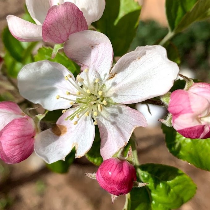 apple blossom 