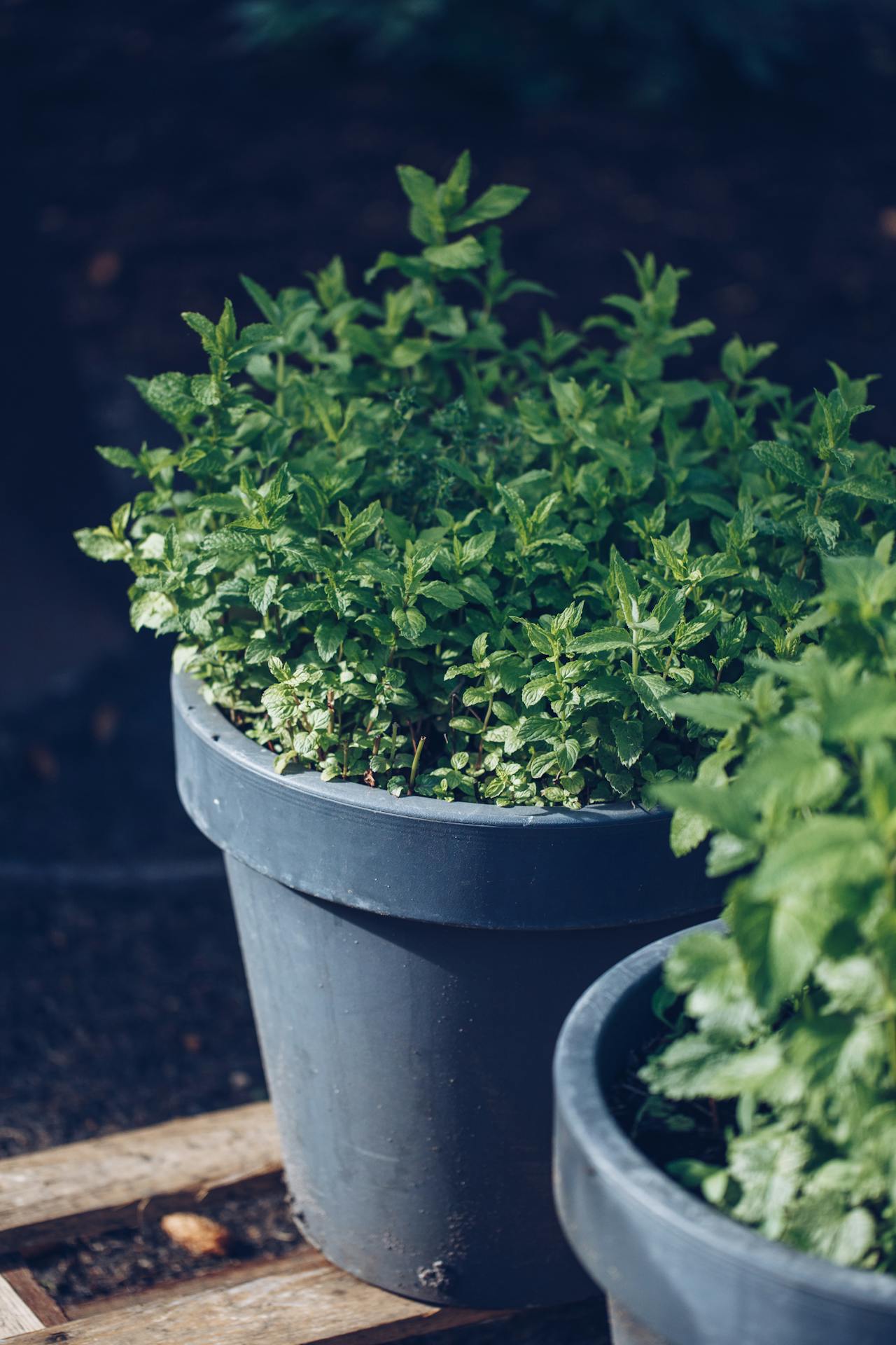 Growing herbs in containers,