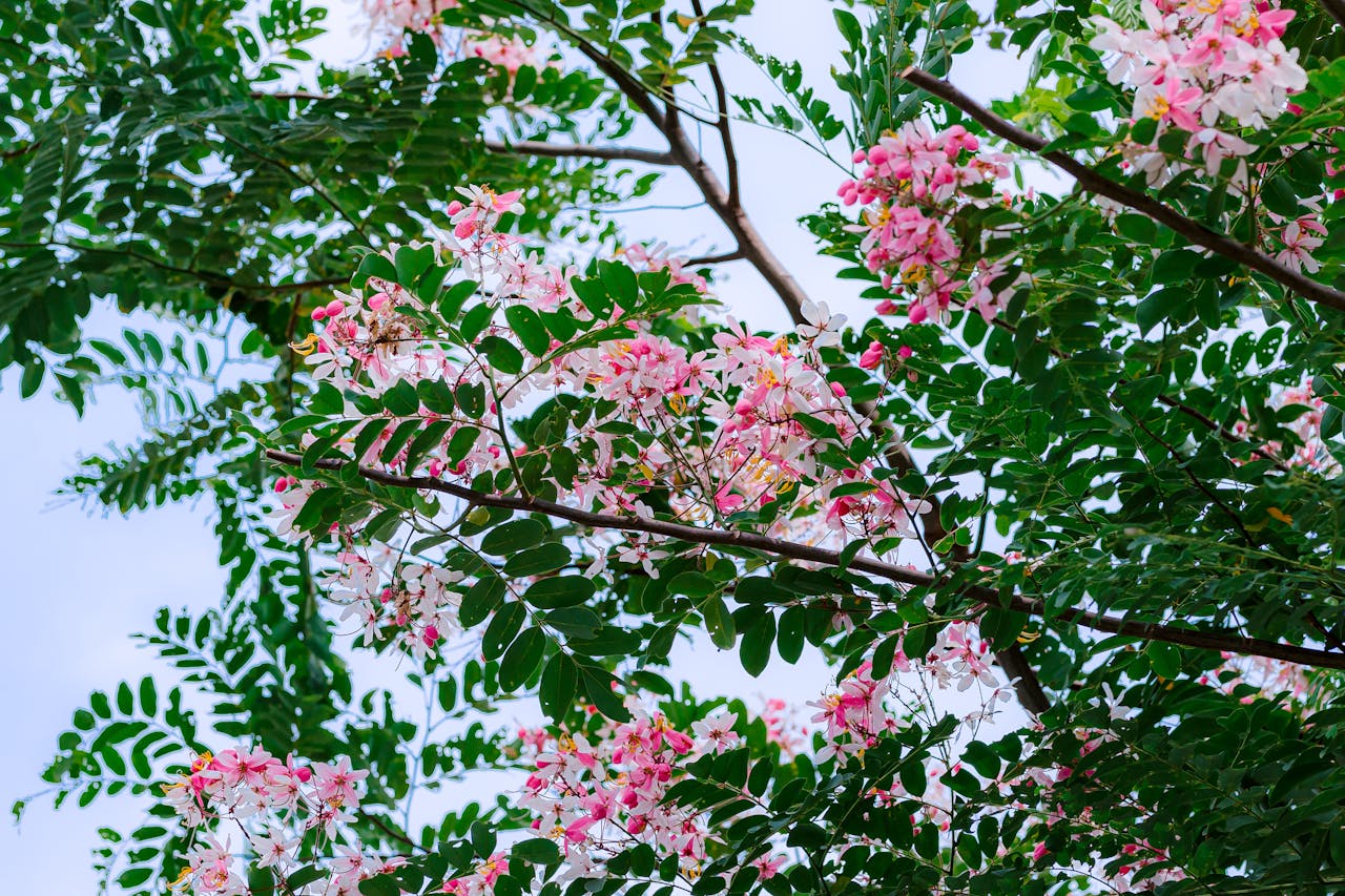 A New Mexico locust, a nitrogen fixing tree.
