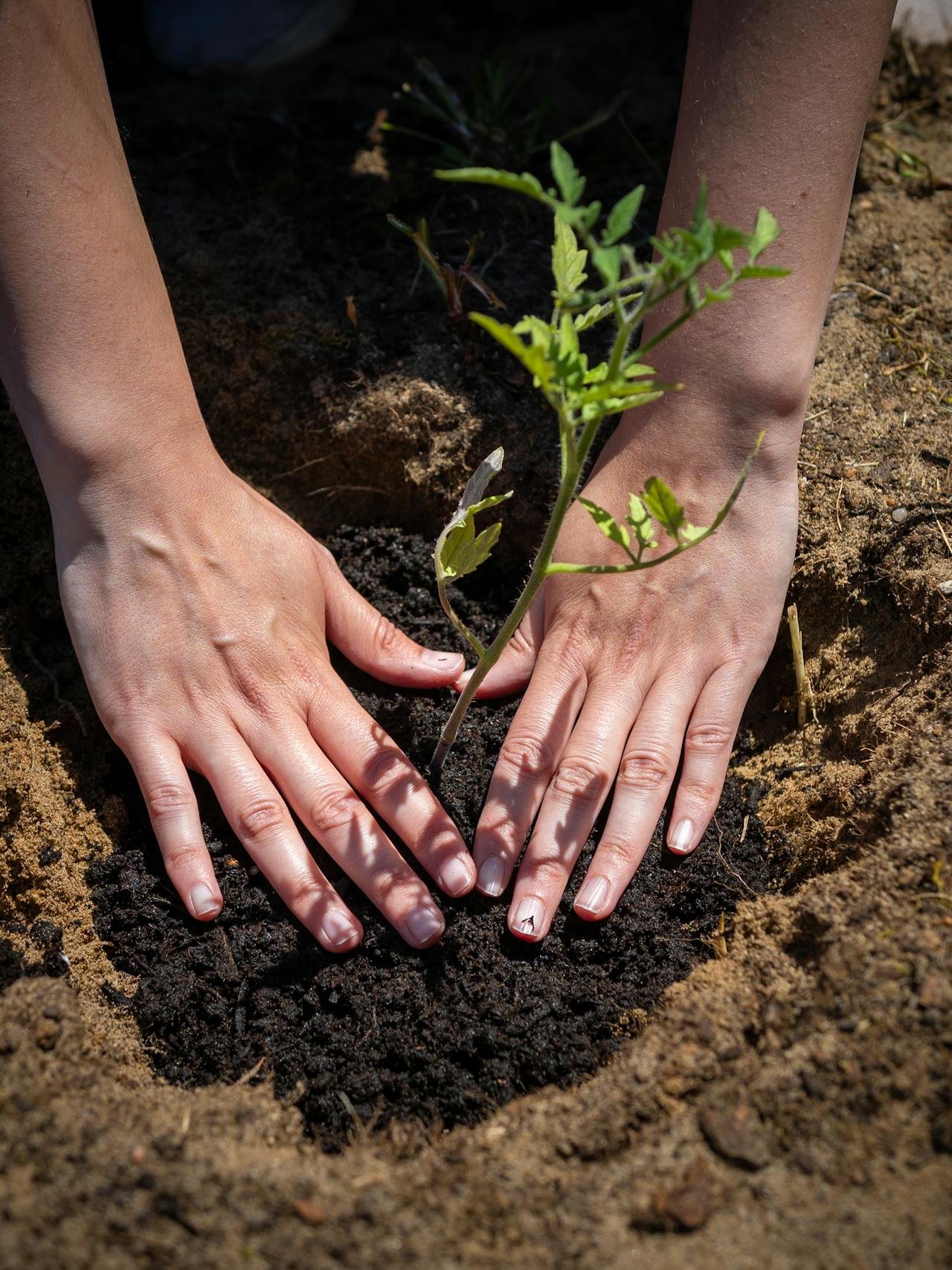 person planting a small tree