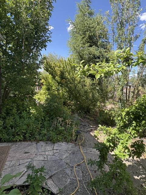 Multiple layers in my food forest