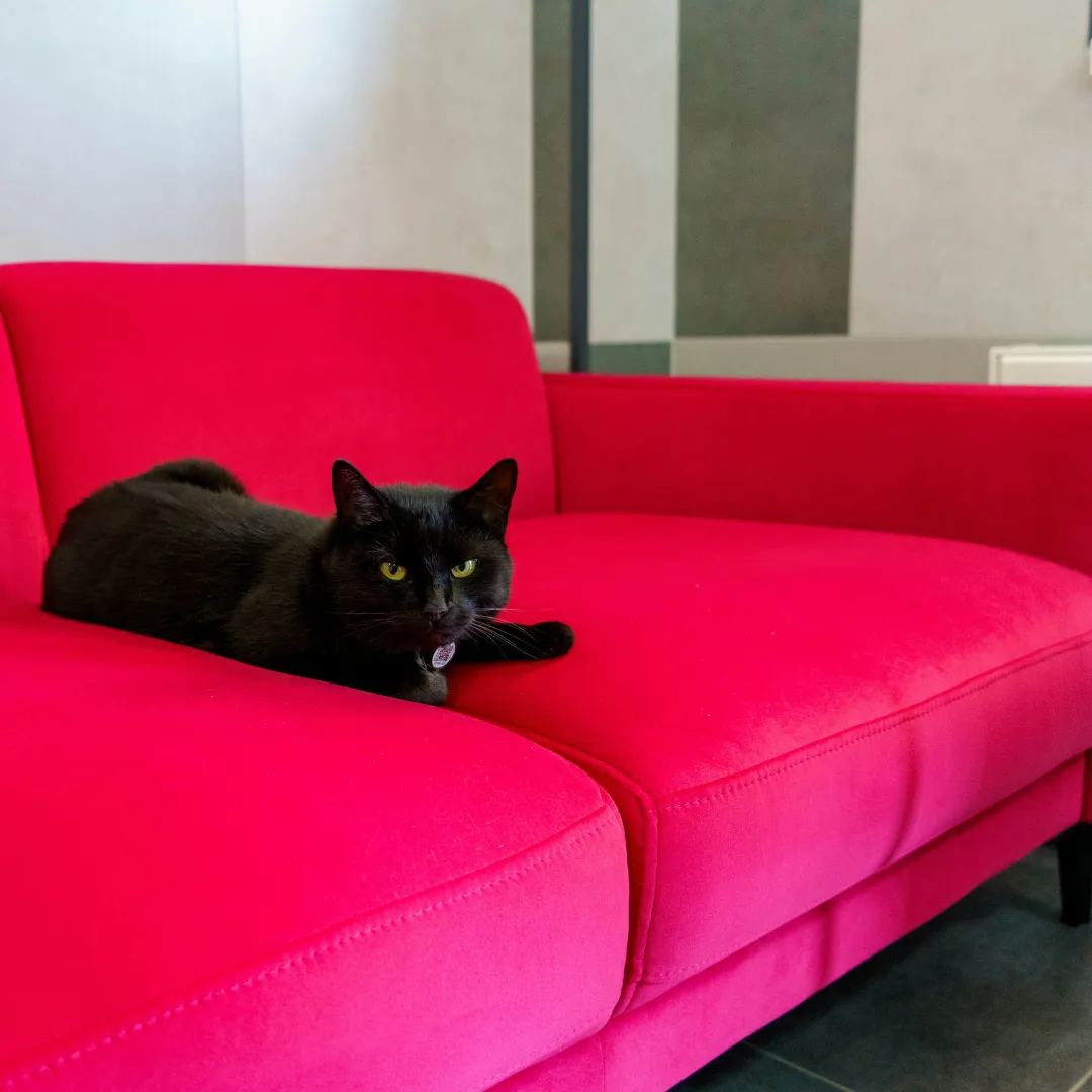 Dr Cat has saved you a spot on the (business) analyst's couch... (Image thanks to Volodymyr Dobrovolskyy on Unsplash)