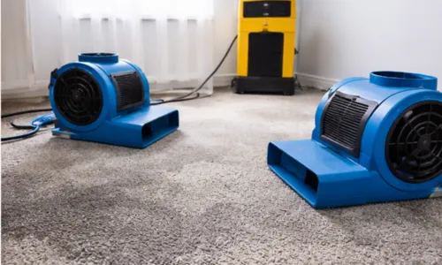 How Long Does Wet Carpet Take to Dry? | Water Damage Brisbane