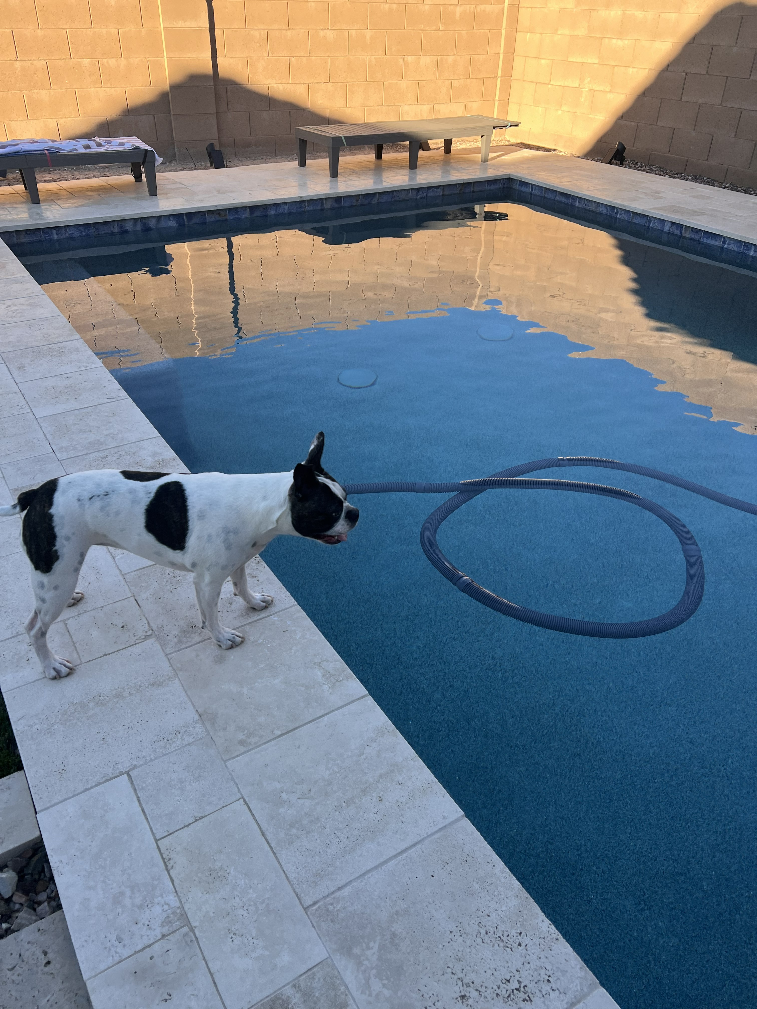 Gypsy the Boston Terrier enjoying the backyard pool at our Arizona retirement home