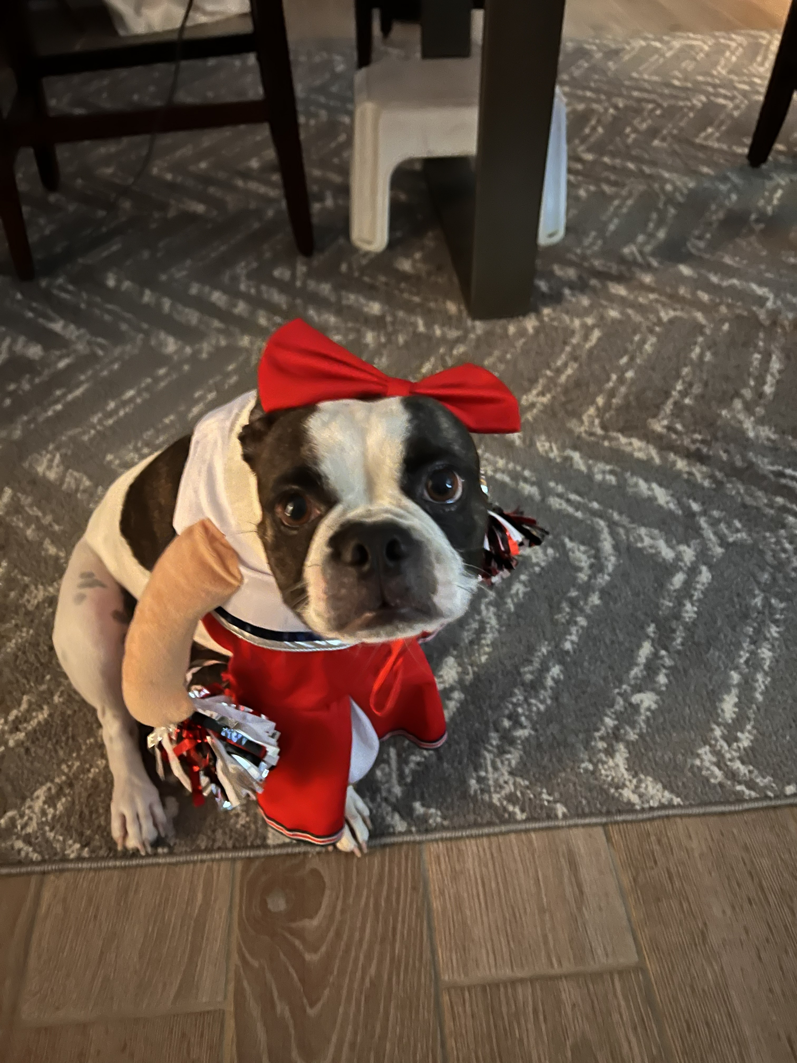 Gypsy the Boston Terrier in cheerleader costume at our Arizona home