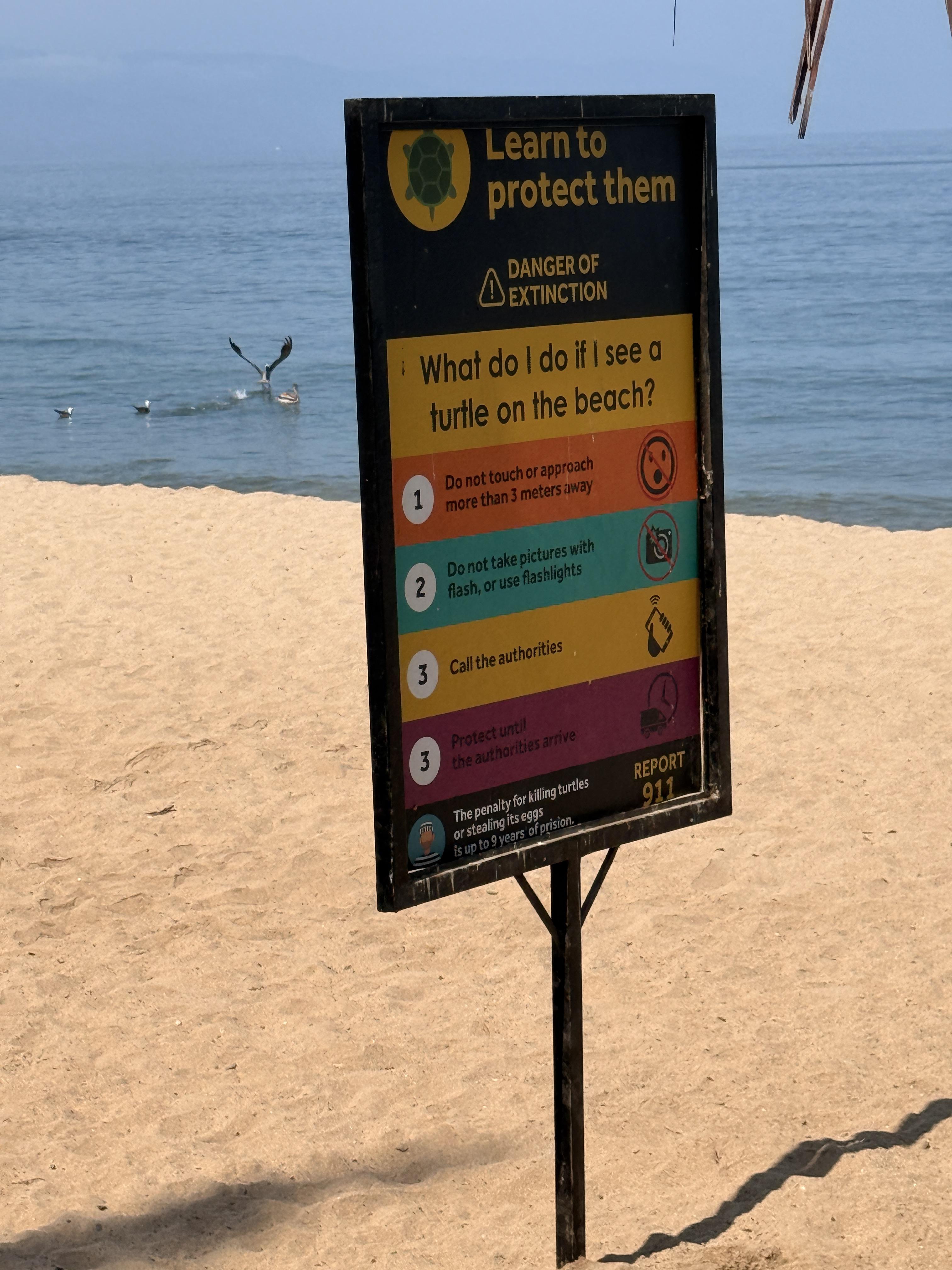 reminding visitors that sea turtles nest on these beaches, they are endangered, and there are strict rules about not approaching or disturbing them.