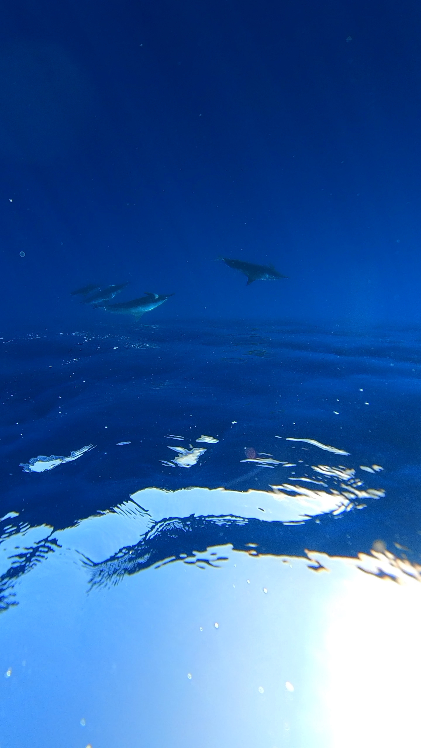 Hawai'i's spinner dolphins (nai'a)