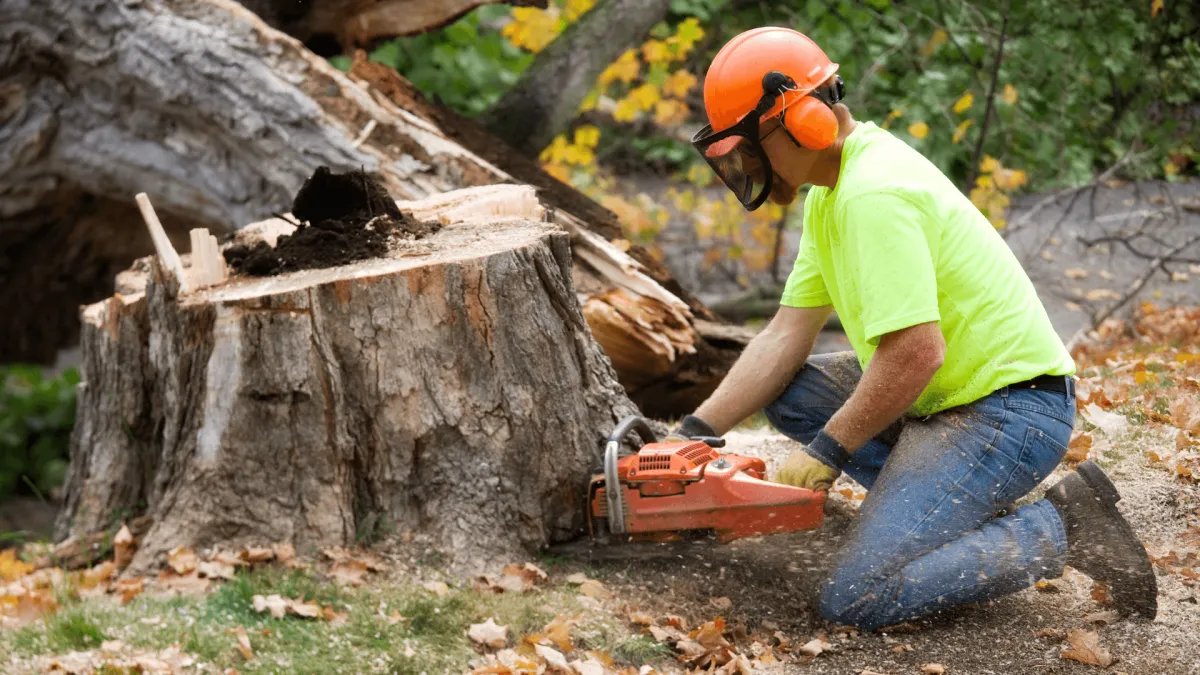 Tree Removal