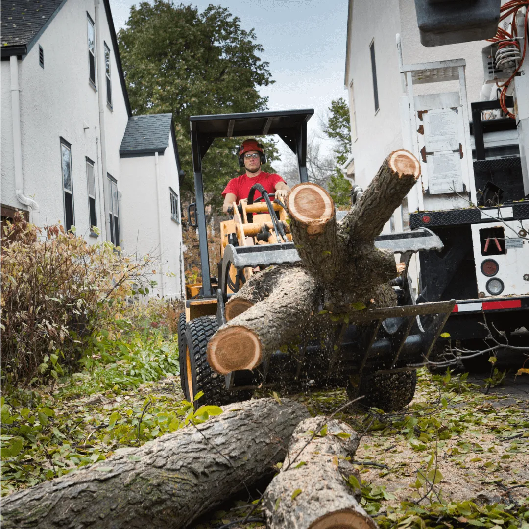 Tree Cutting