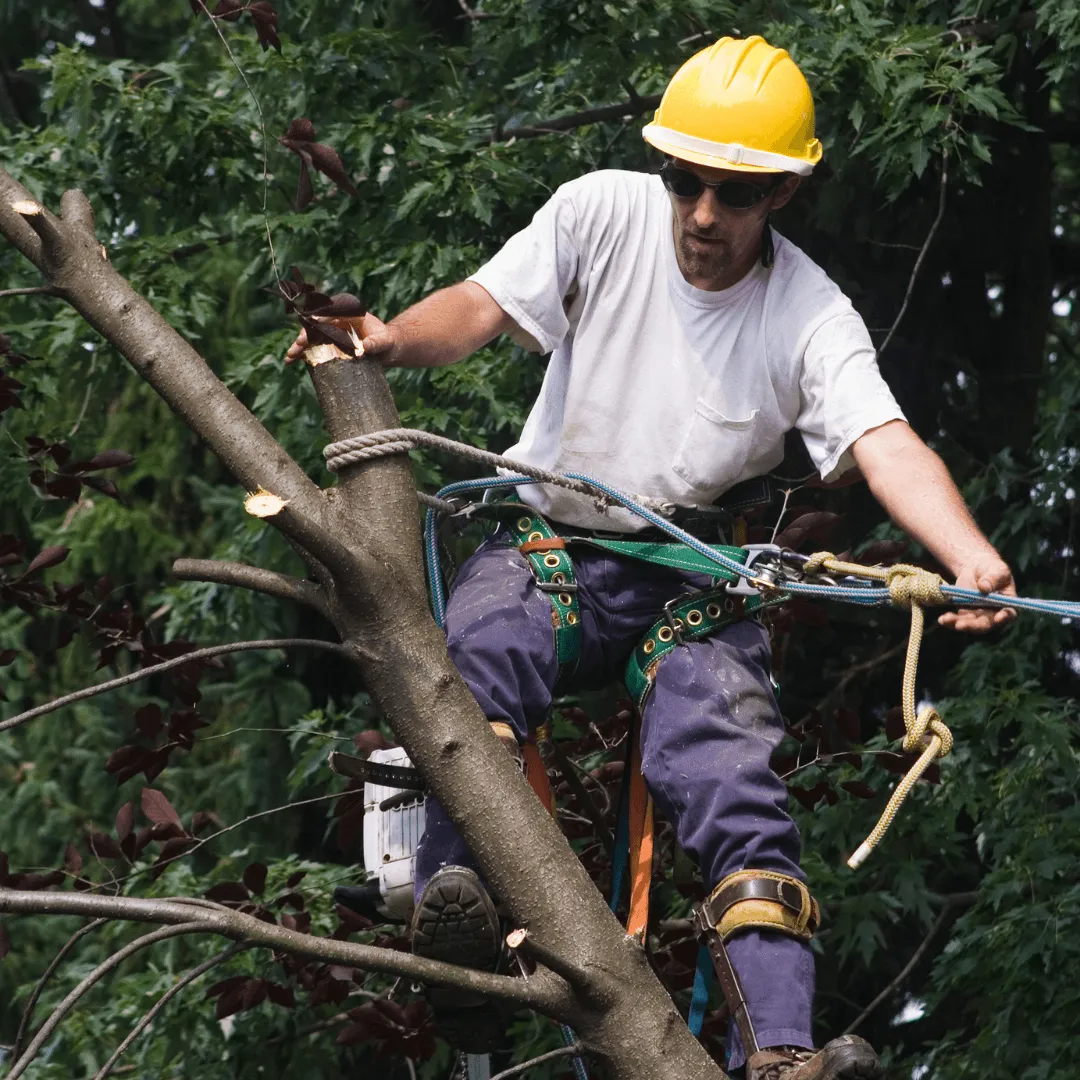 Tree Trimming